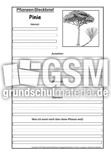Pflanzensteckbrief-Pinie-SW.pdf